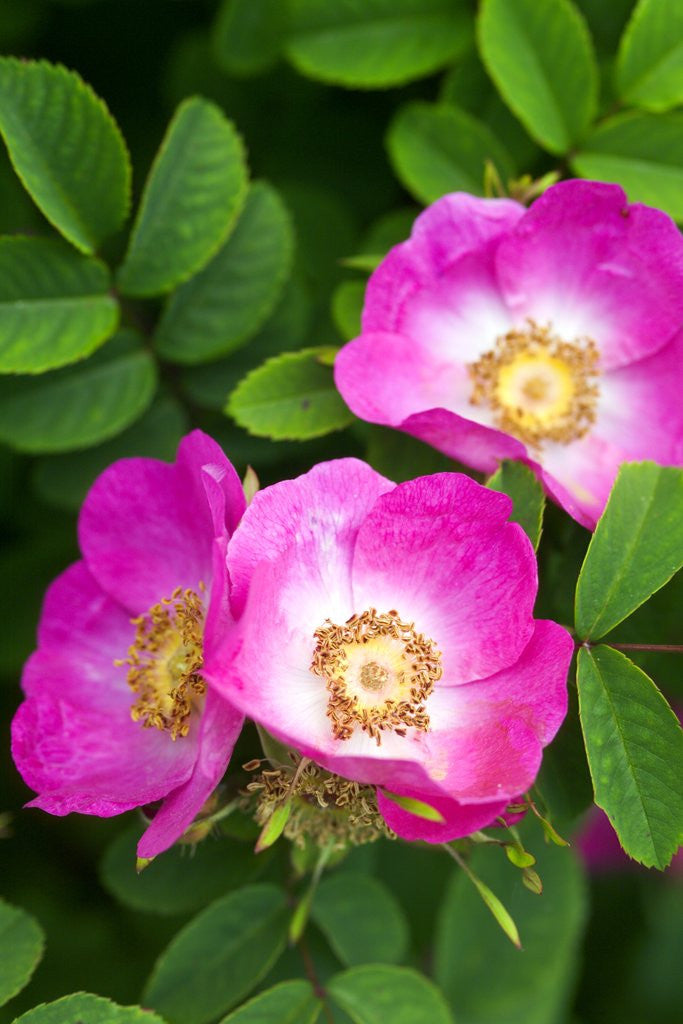 Detail of Pink Flowers by Anonymous