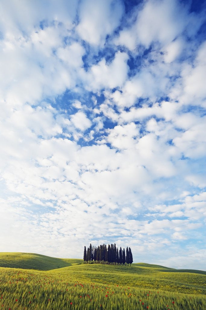 Detail of Italian Cypress Trees in Cornfield by Anonymous