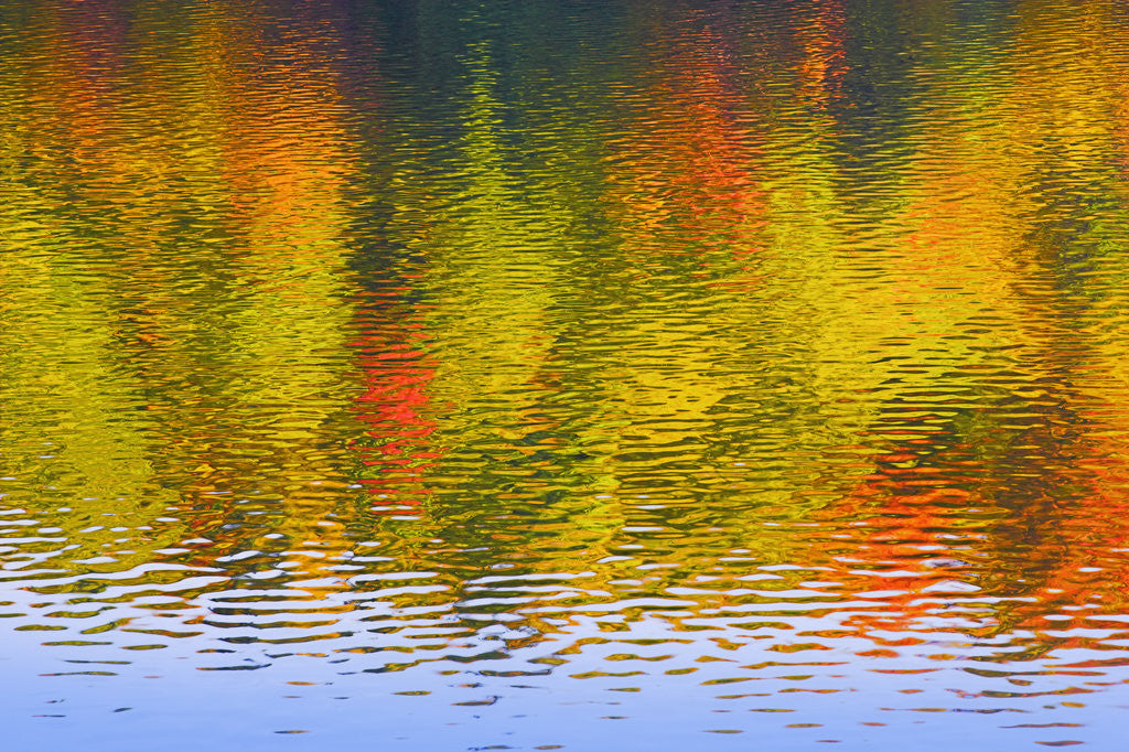 Detail of Fall Trees Reflected in Lake by Anonymous