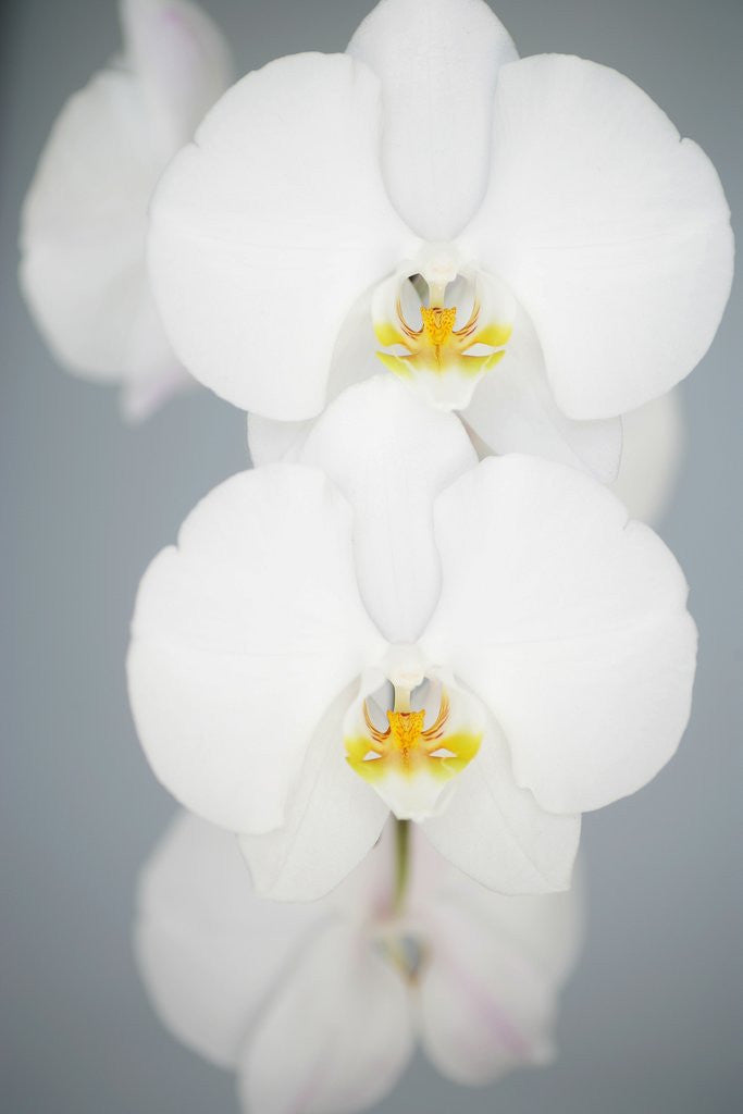Detail of White Orchids by Anonymous