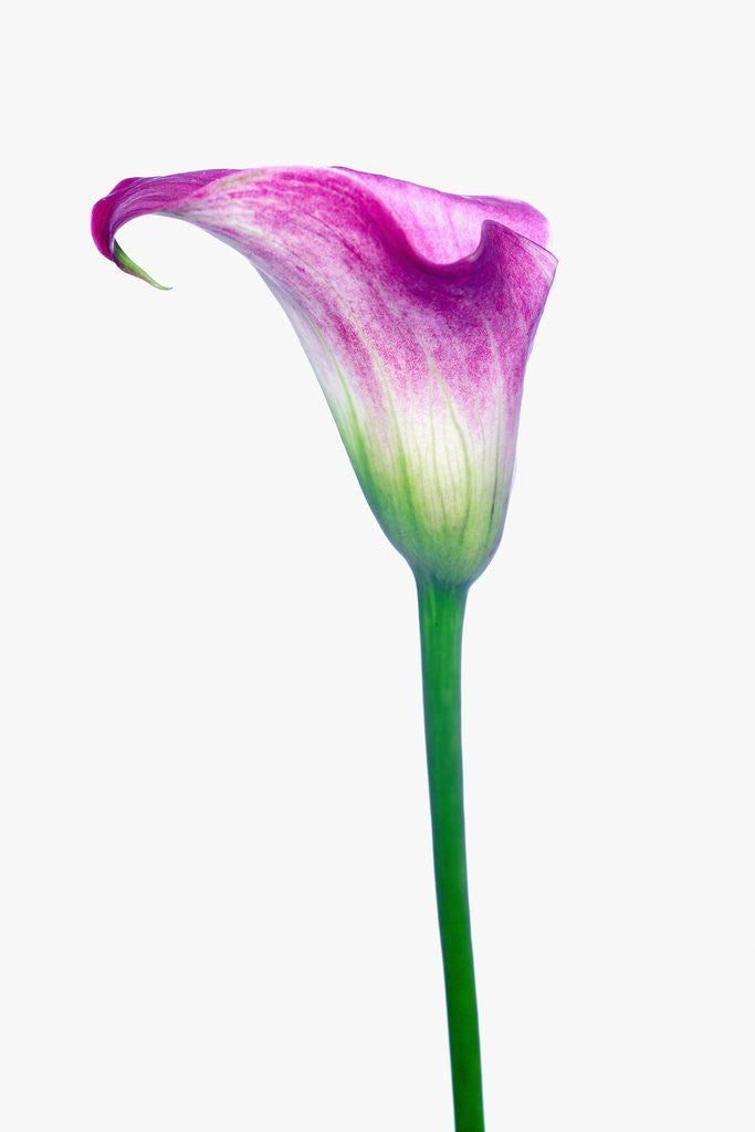 Detail of Calla Lily by Anonymous