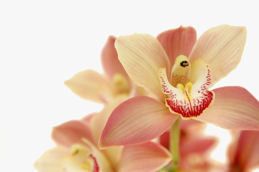 Detail of Salmon-Pink Orchid Blossoms by Anonymous