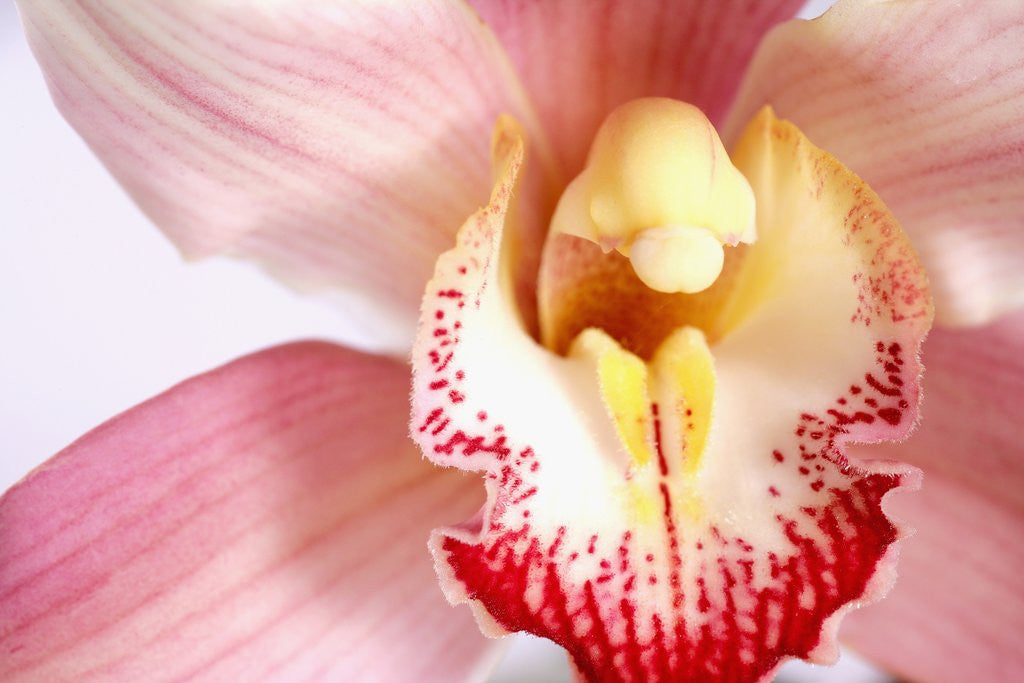 Detail of Pink and Yellow Orchid by Anonymous