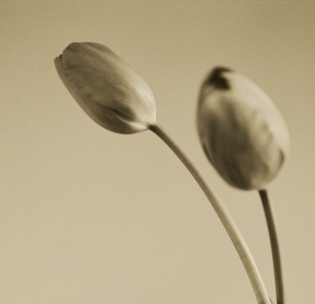 Detail of Tulips by Anonymous