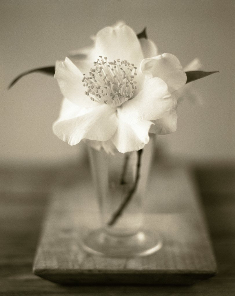 Detail of Elegant Flower in Small Vase by Corbis