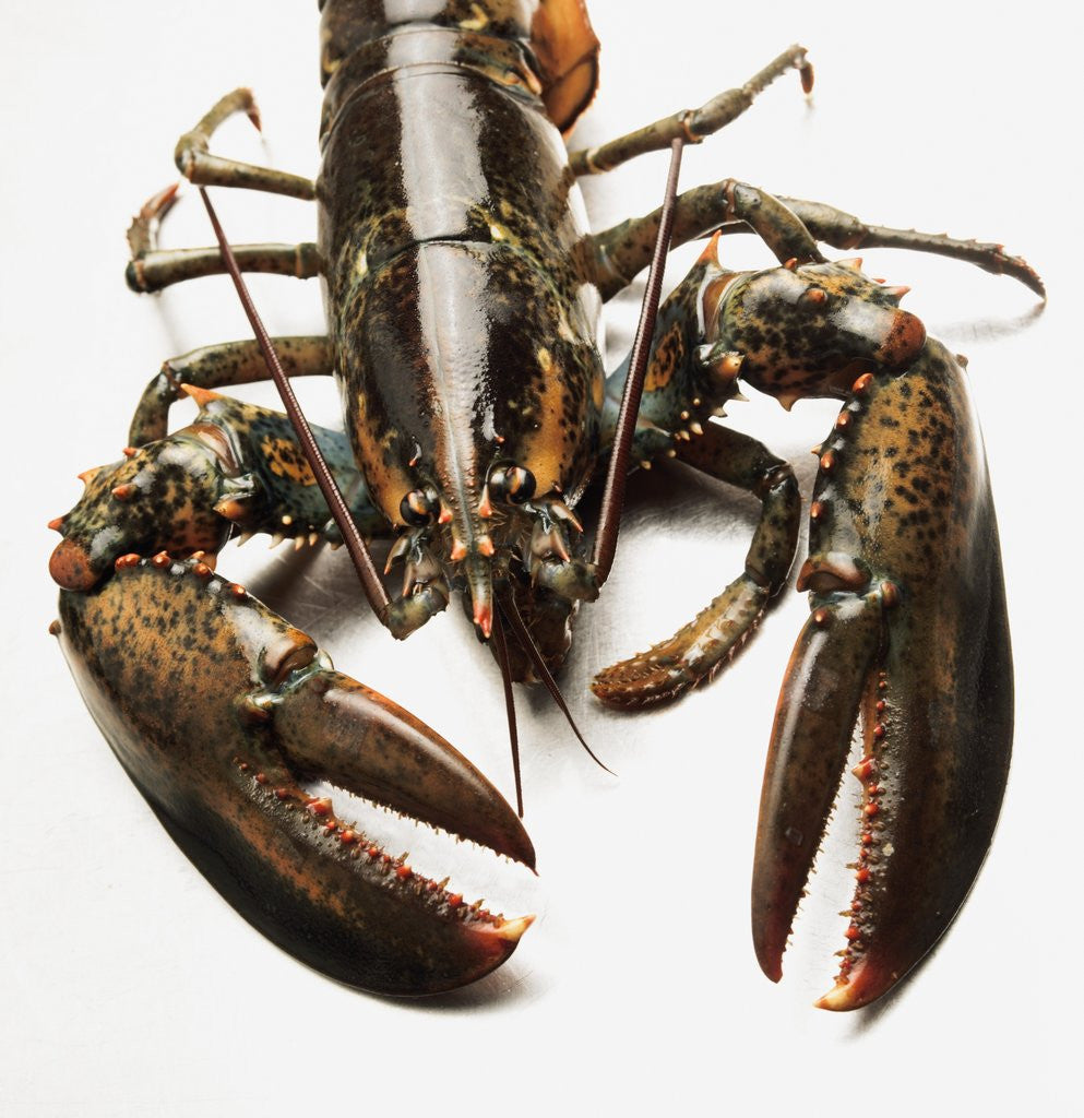 Detail of Lobster by Anonymous