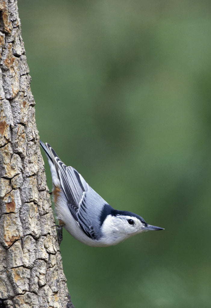 Detail of White-Breasted Nuthatch Perching on Tree Trunk by Anonymous