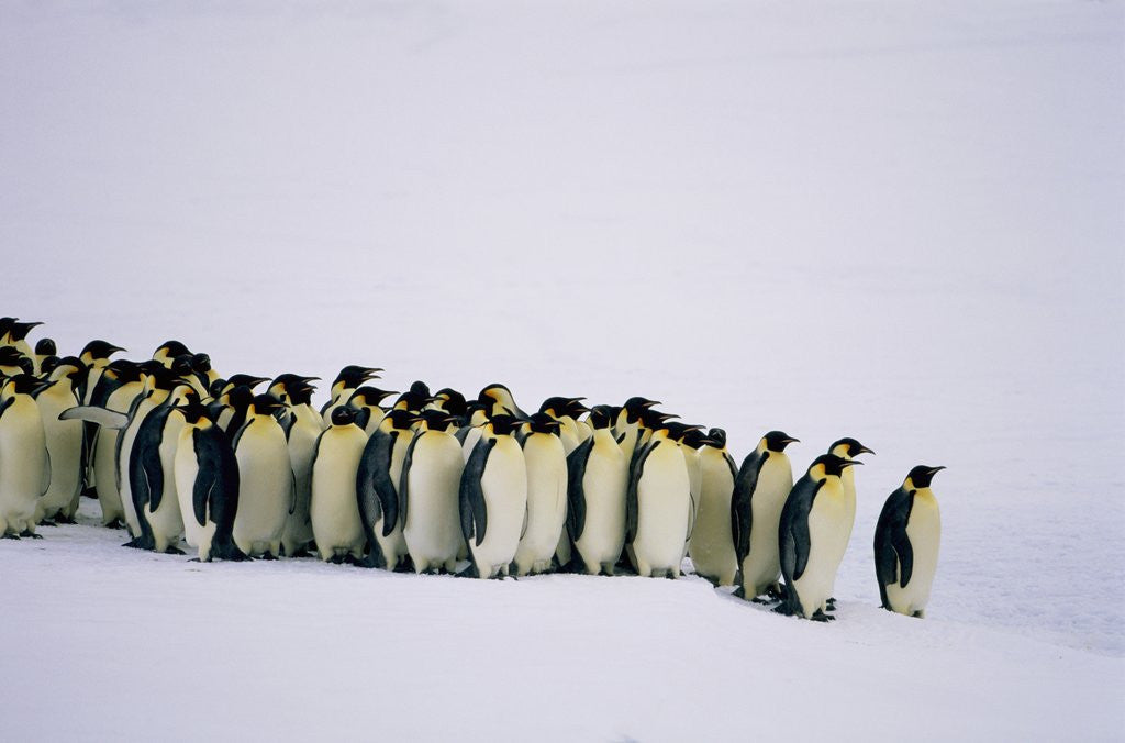 Detail of Emperor pinguins standing in a row, side view by Anonymous