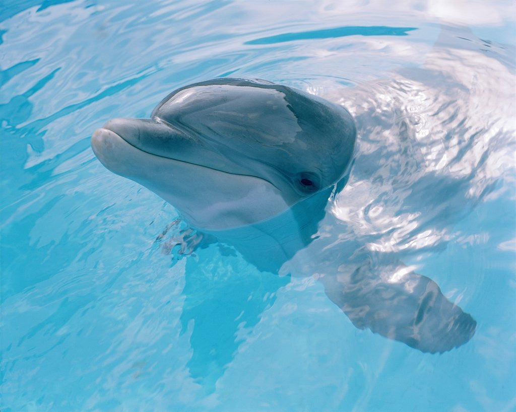 Detail of Dolphin Looking Out of the Water by Corbis