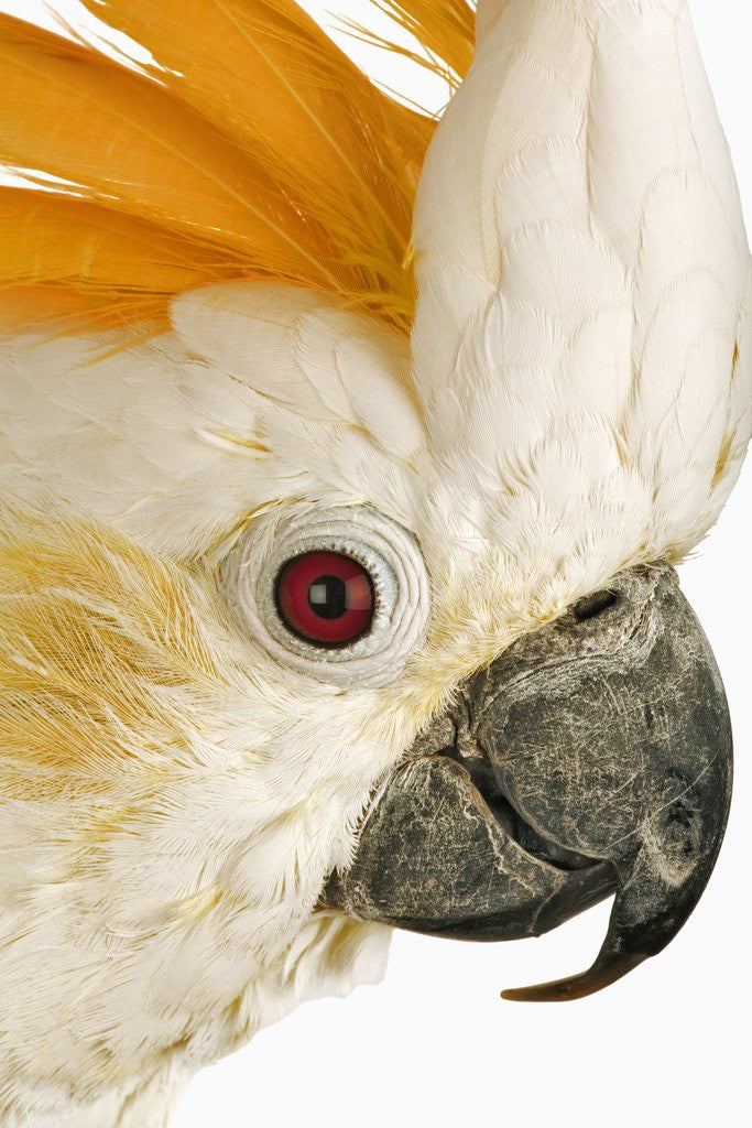 Detail of Cockatiel by Anonymous