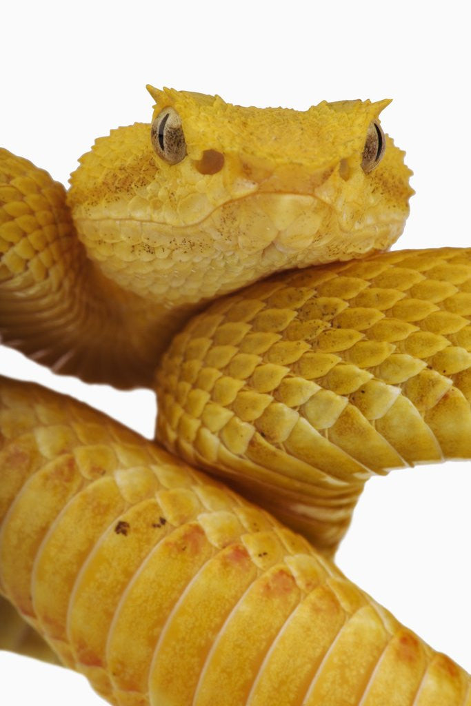 Detail of Eyelash Viper by Anonymous