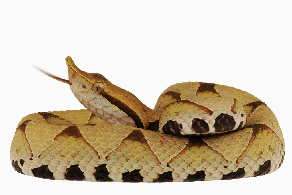 Detail of Sharp-Nosed Viper by Corbis