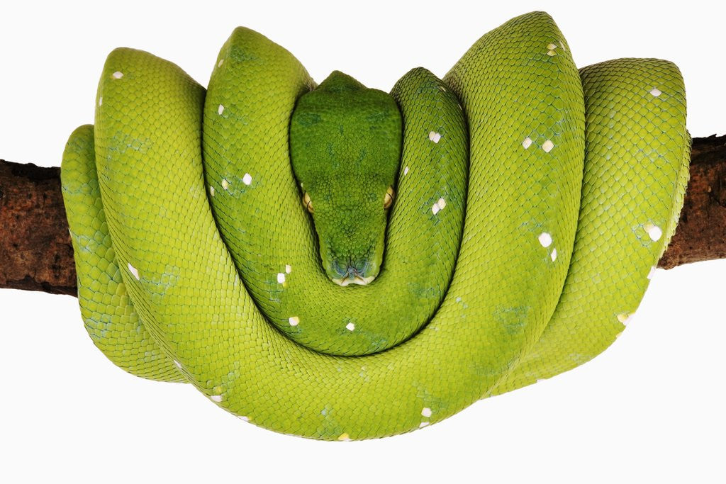 Detail of Green Tree Python by Anonymous