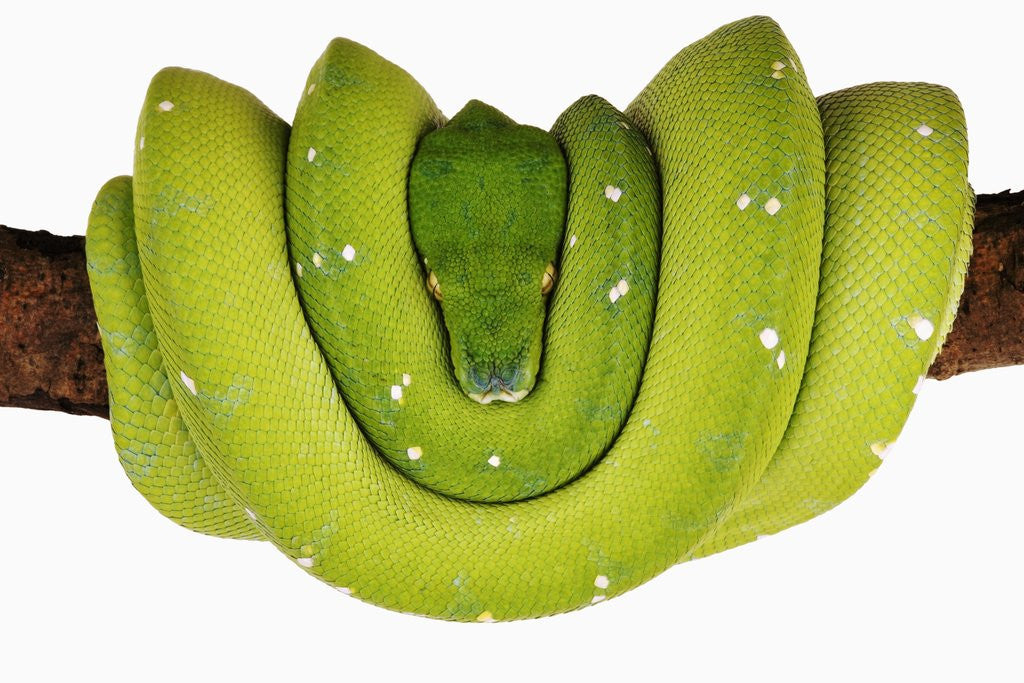 Detail of Green Tree Python by Corbis