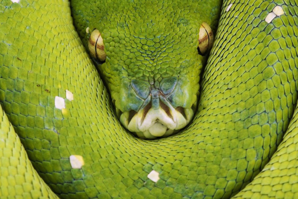 Detail of Green Tree Python by Anonymous