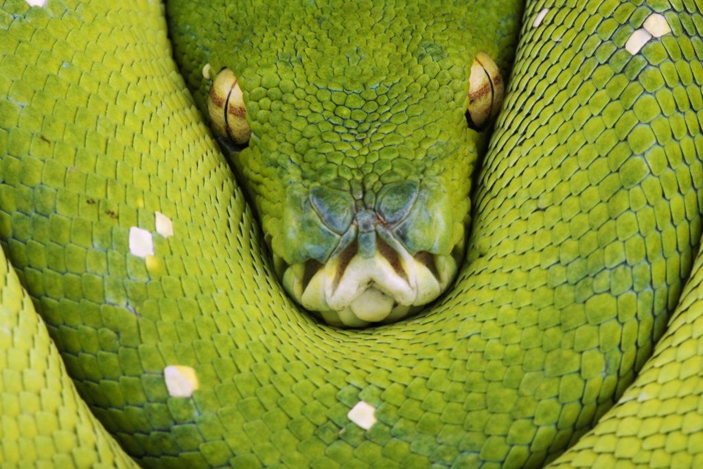 Detail of Green Tree Python by Corbis