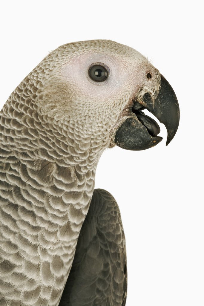Detail of Grey Parrot by Corbis