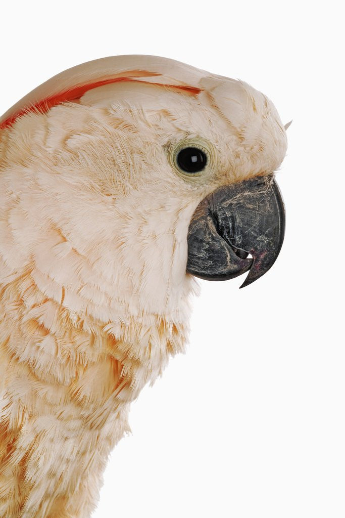 Detail of Cockatiel by Anonymous