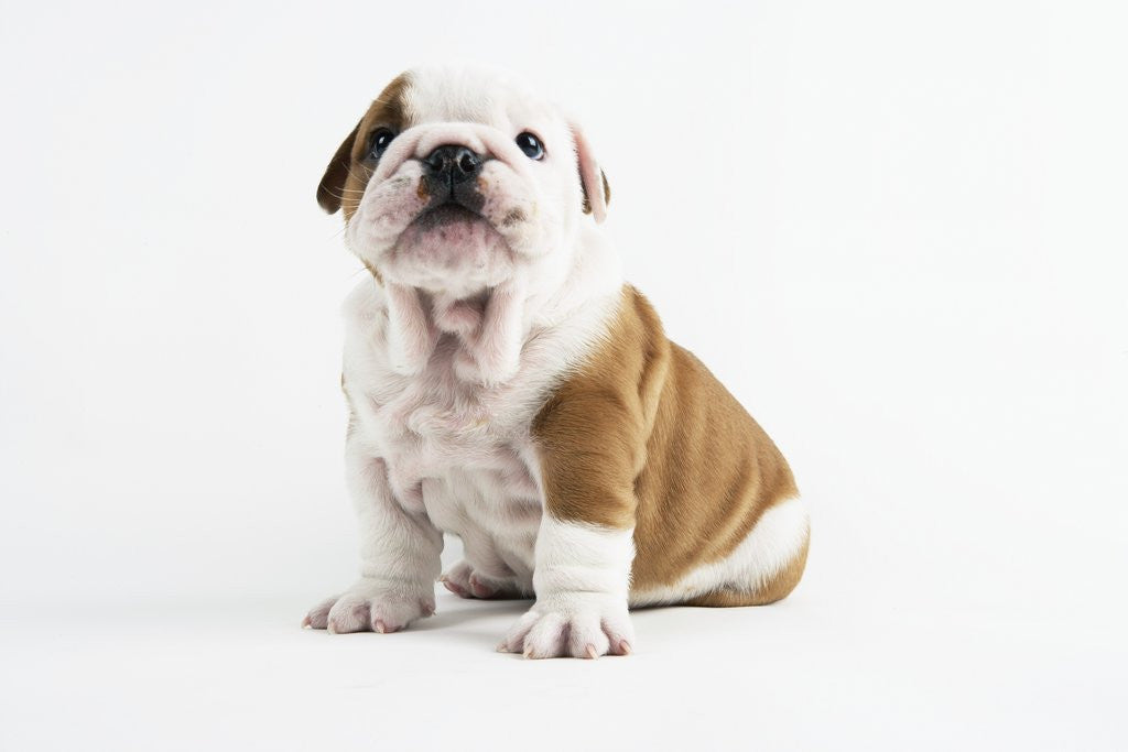 Detail of Bulldog Puppy by Anonymous