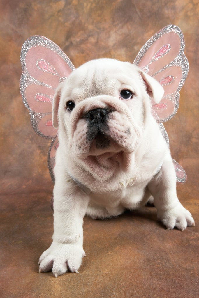 Detail of Bulldog Puppy Wearing Angel Wings by Anonymous