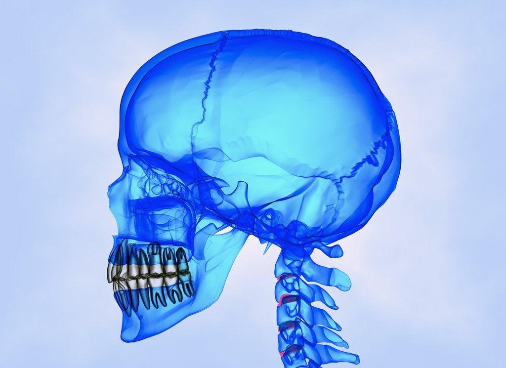 Detail of Human Skull by Anonymous