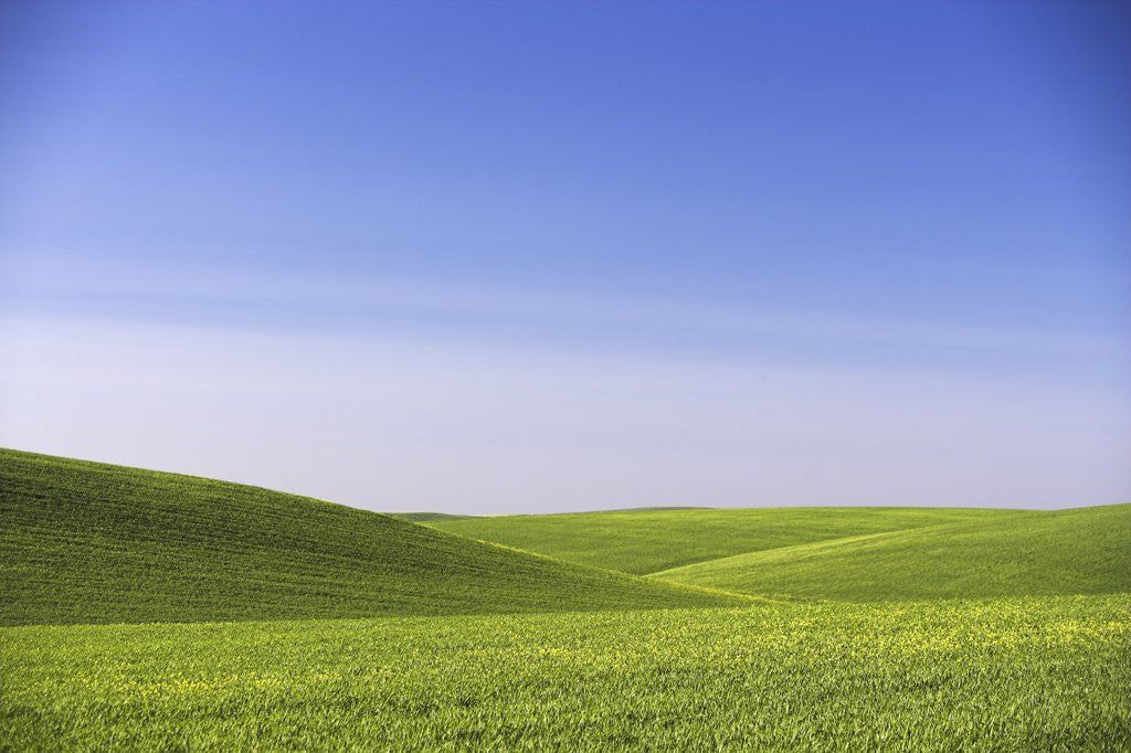 Detail of Landscape of Wheat Fields by Anonymous