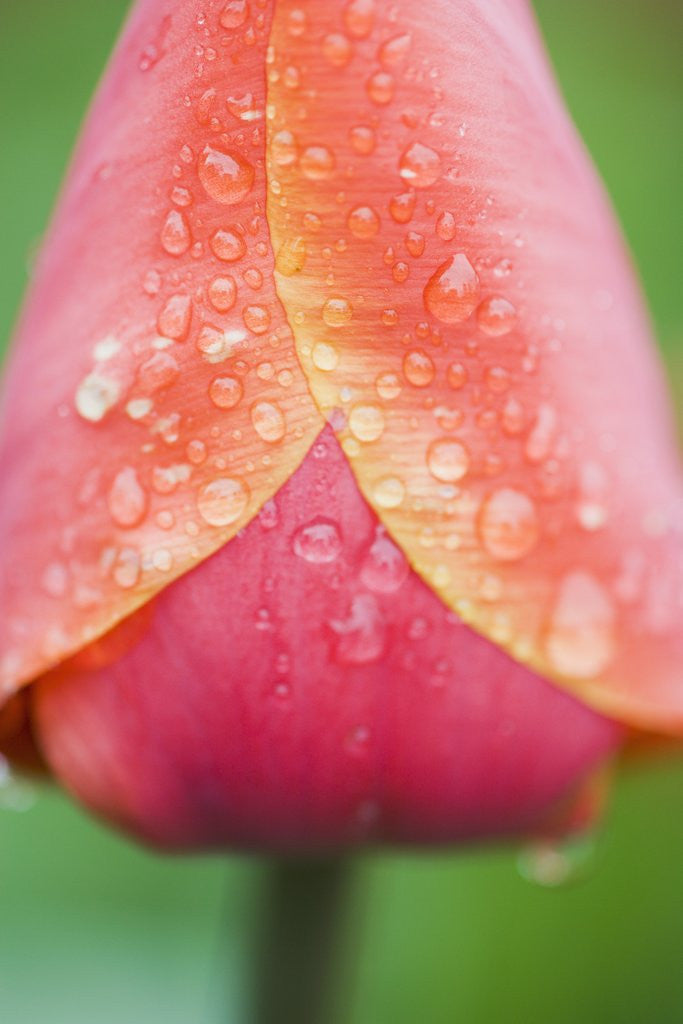 Detail of Tulip with Rain Drops by Anonymous