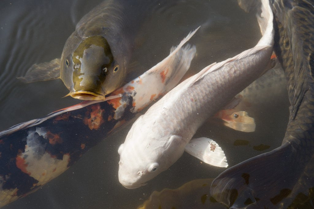 Detail of Kois in Pond by Anonymous