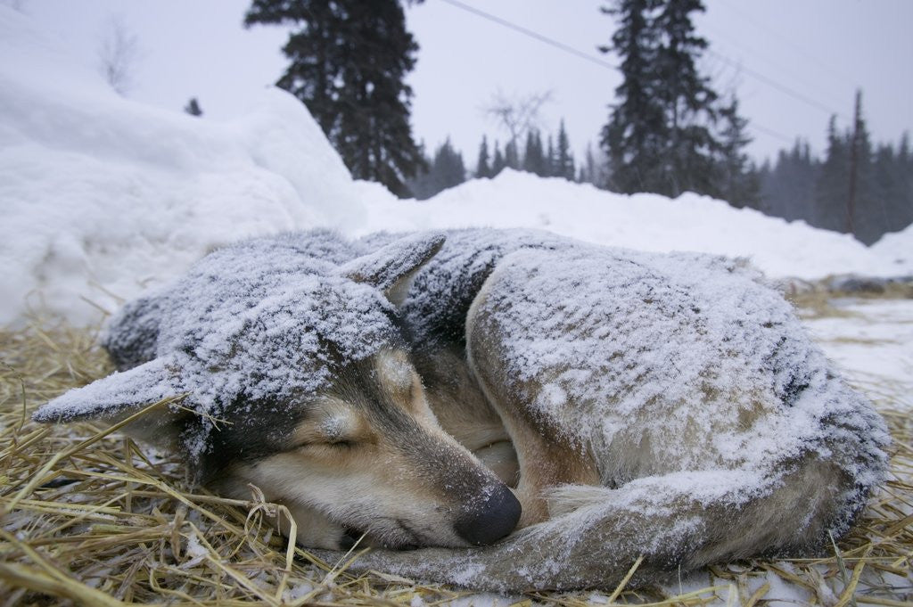Detail of Sleeping, Snow-Covered, Iditarod Sled Dog by Corbis