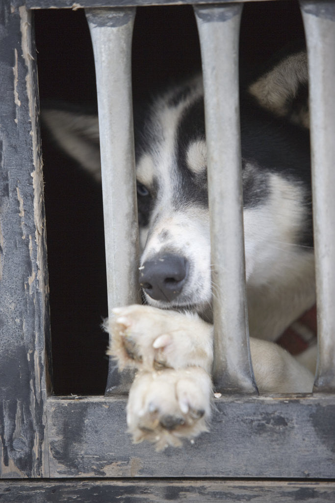 Detail of Sled Dog Resting in Kennel Before 2005 Iditarod Race by Anonymous