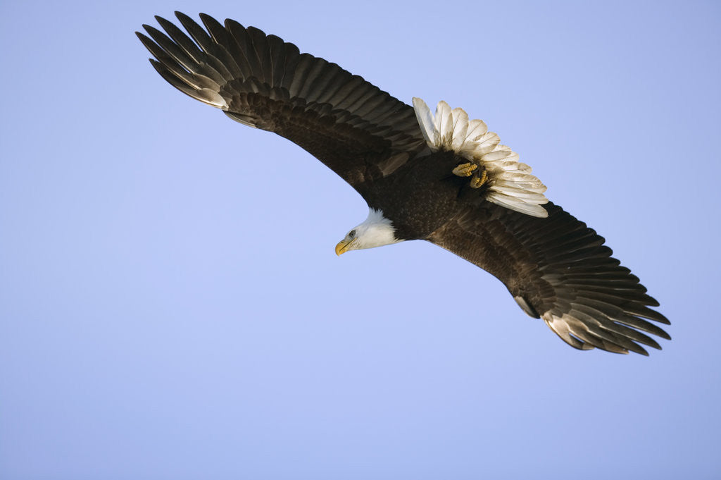 Detail of American Bald Eagle in Flight by Anonymous