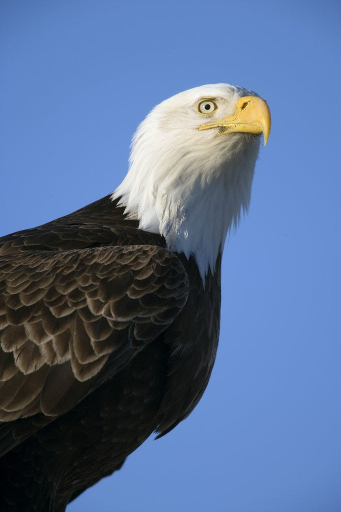 Detail of American Bald Eagle by Anonymous