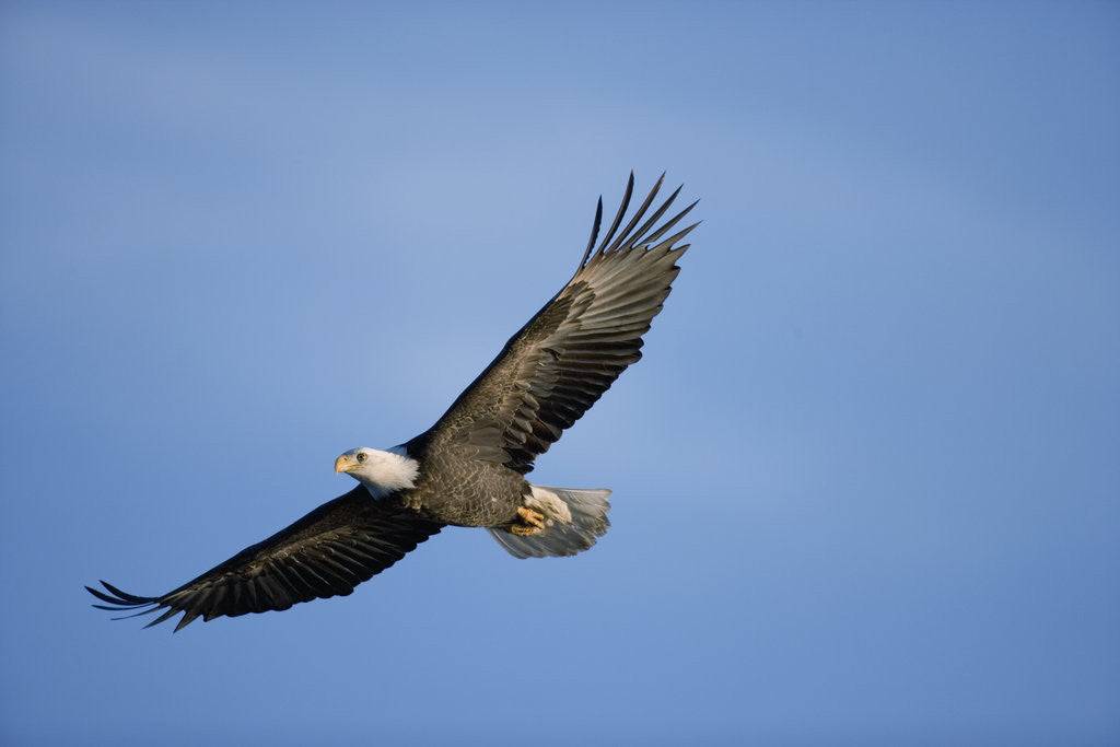 Detail of Bald Eagle in Flight by Anonymous