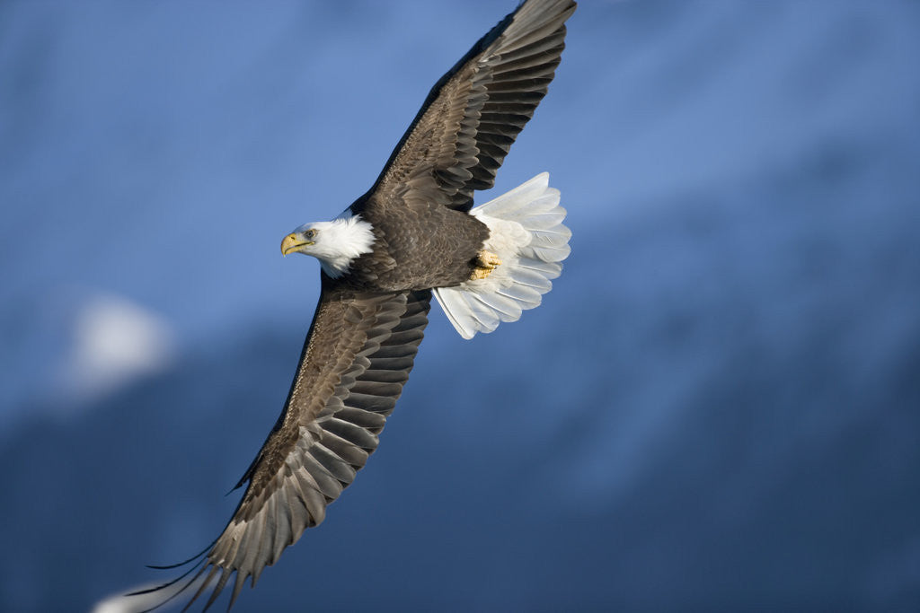 Detail of American Bald Eagle in Flight by Anonymous