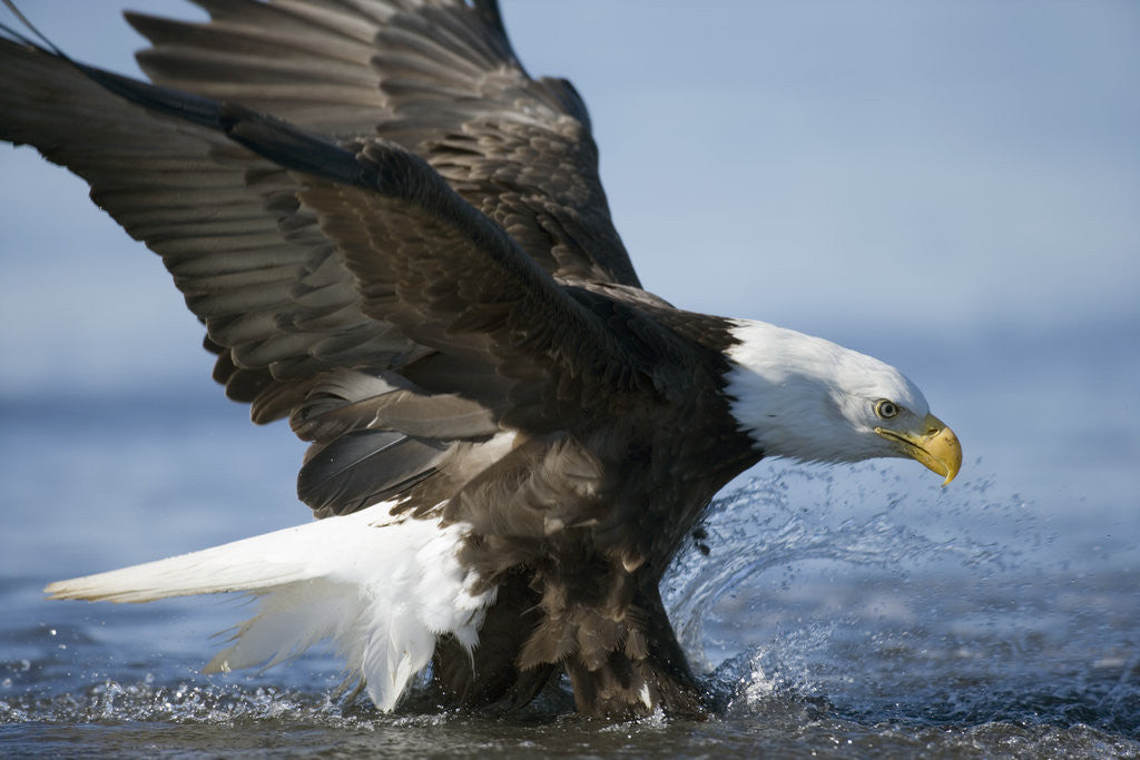 Detail of American Bald Eagle Fishing by Anonymous