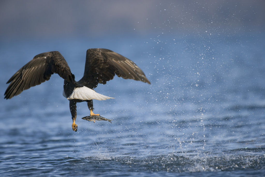 Detail of Bald Eagle Catching a Fish by Corbis