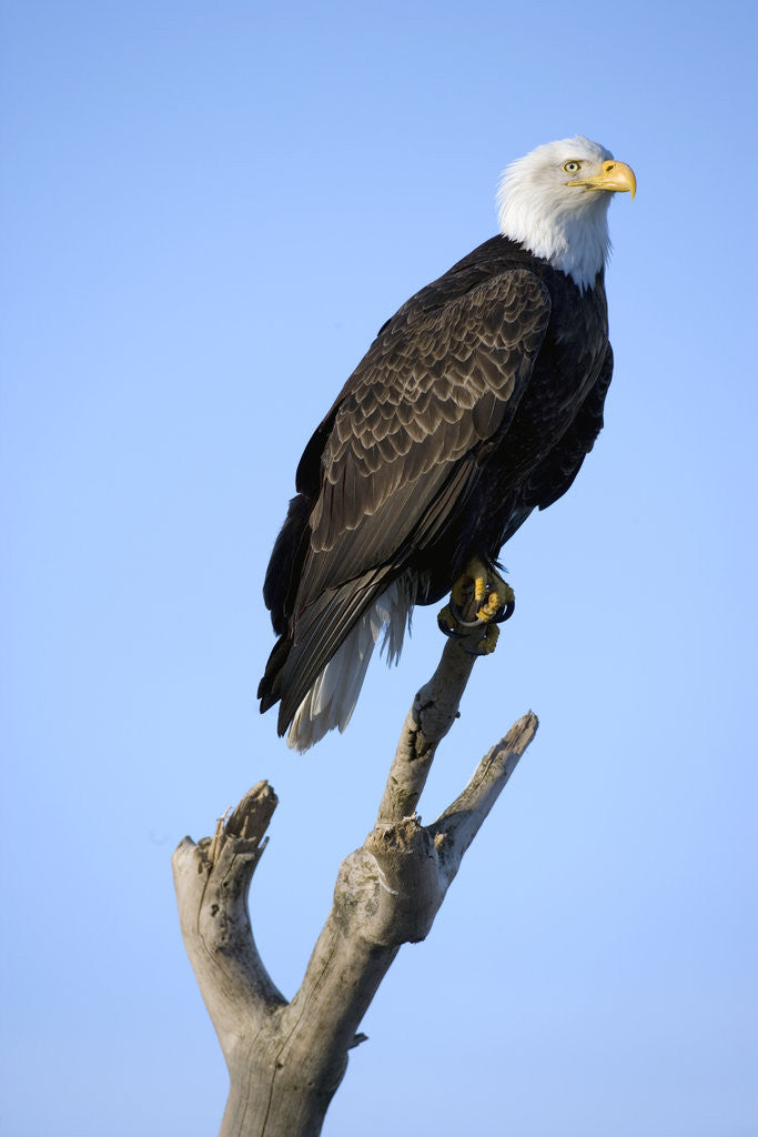 Detail of Bald Eagle Perched on Branch by Anonymous