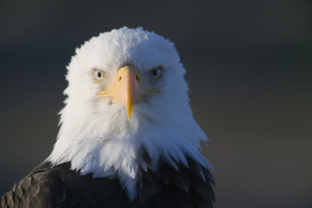 Detail of Bald Eagle by Anonymous
