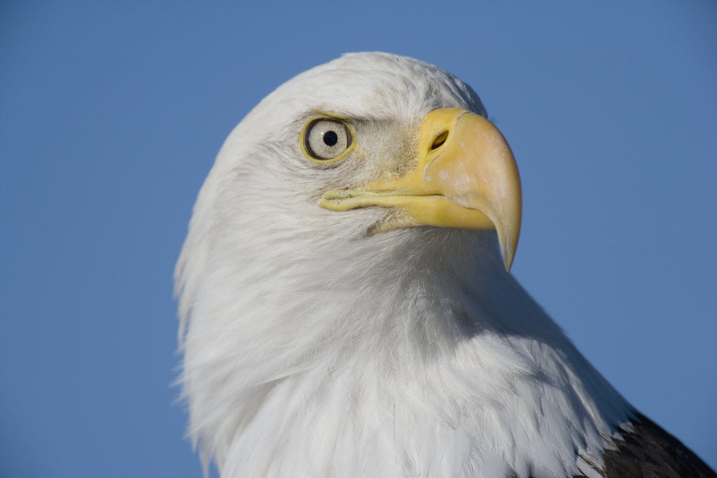 Detail of Bald Eagle by Anonymous