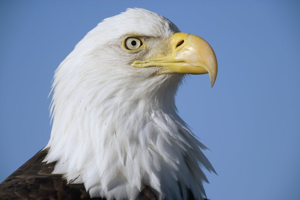 Detail of Bald Eagle by Anonymous