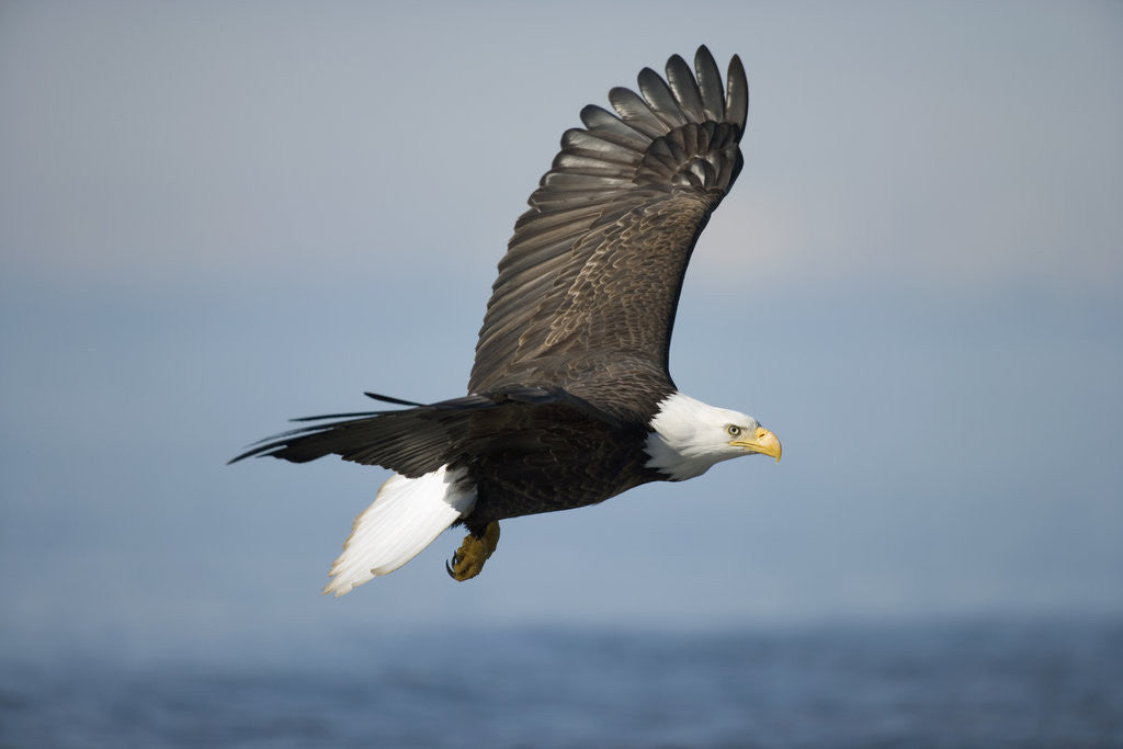 Detail of Bald Eagle in Flight by Corbis