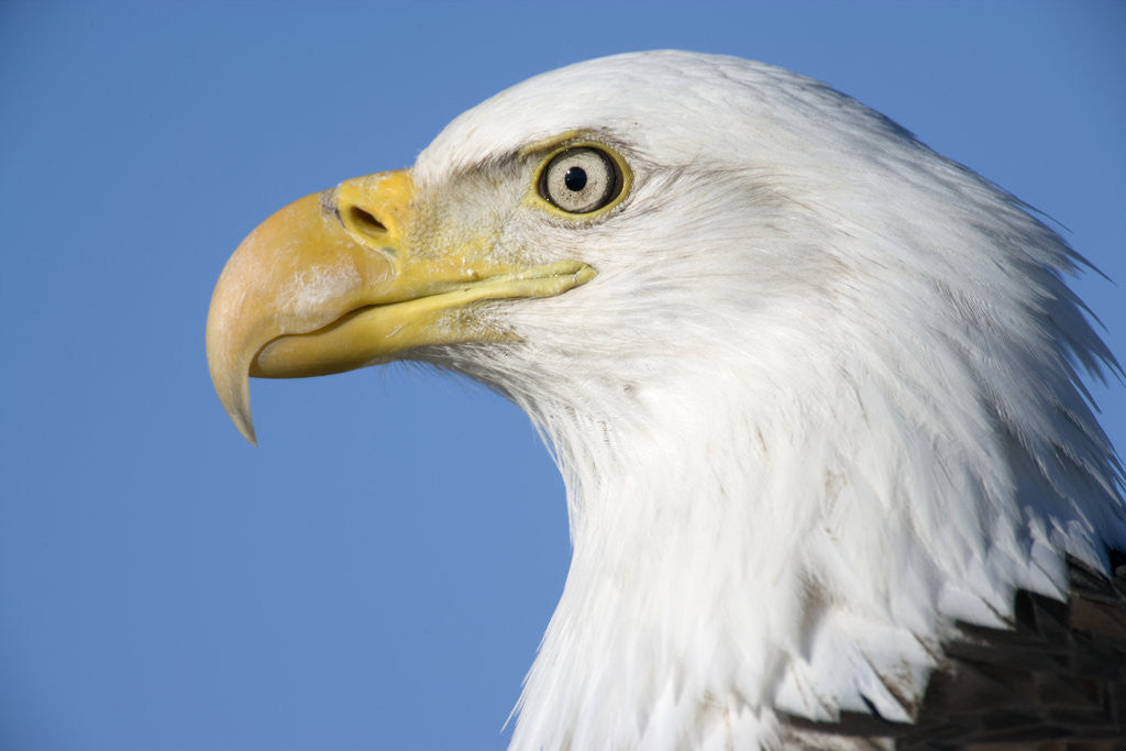 Detail of Bald Eagle by Anonymous