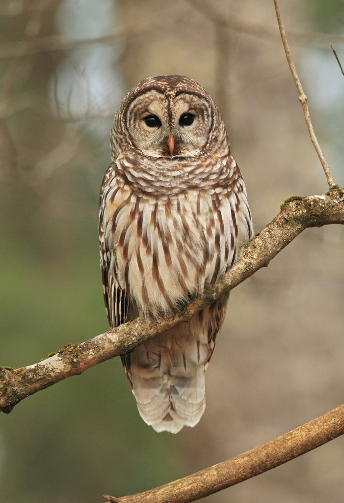 Detail of Barred Owl on Tree Branch by Anonymous