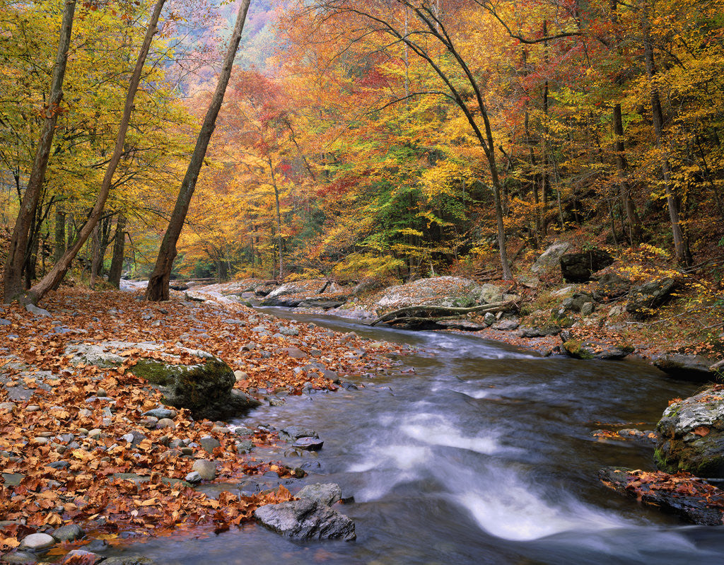 Detail of Autumn Color Along River by Corbis