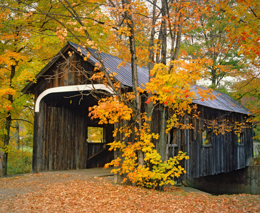 Detail of Covered Bridge and Maple Trees by Corbis