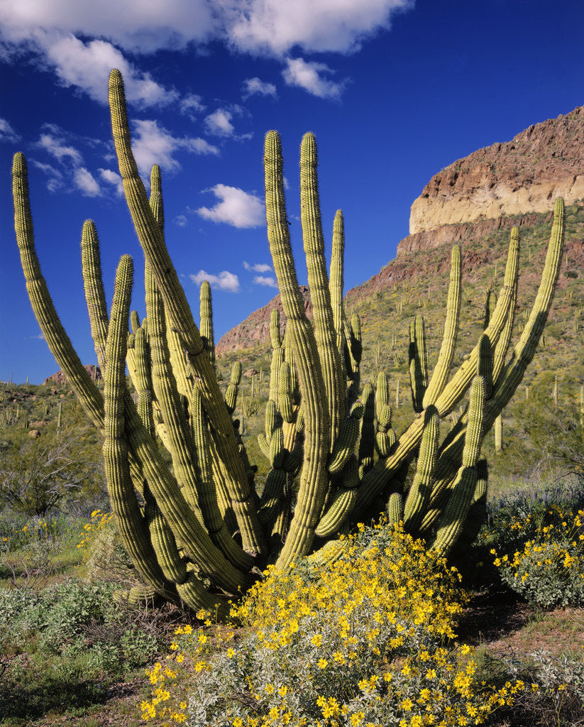 Detail of Organ Pipe Cactus in Desert by Anonymous