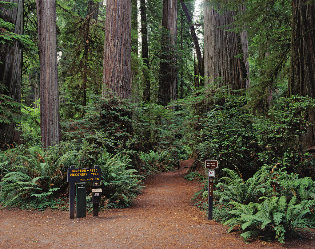Detail of Trailhead into Redwood Forest by Anonymous