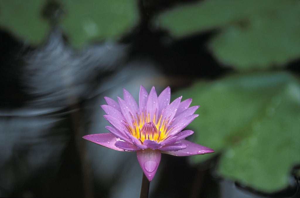 Detail of Lotus Flower by Anonymous