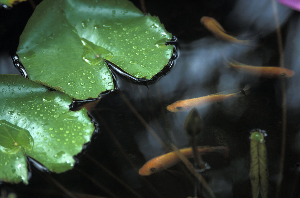 Detail of Goldfish and Lily Pads by Anonymous