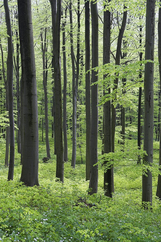 Detail of Trees in Forest by Anonymous